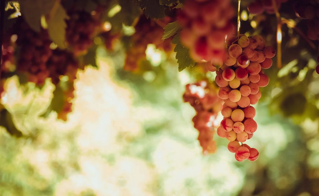 Vin Rosé | Le Grain de Raisin | Dégustation de vins à Limoges et alentours