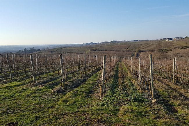Vignes BARRES | Le Grain de Raisin | Dégustation de vins à Limoges et alentours