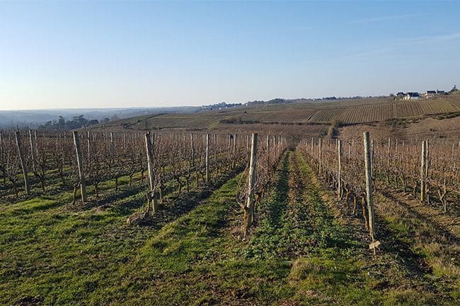 Vignes BARRES | Le Grain de Raisin | Dégustation de vins à Limoges et alentours