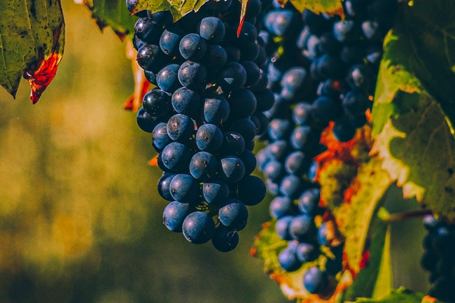 Vignes de près