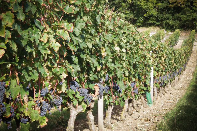 Vignes Bessiere | Le Grain de Raisin | Dégustation de vins à Limoges et alentours
