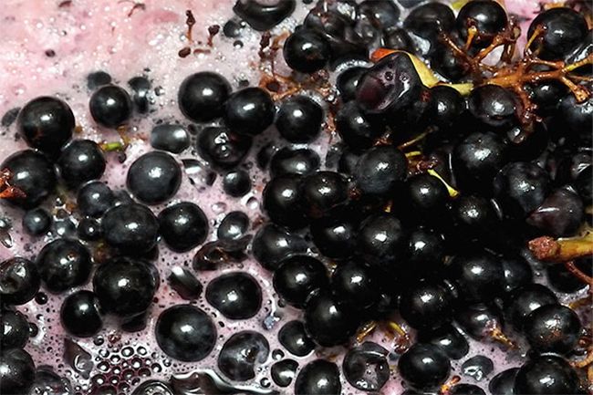 raisins | Le Grain de Raisin | Dégustation de vins à Limoges et alentours