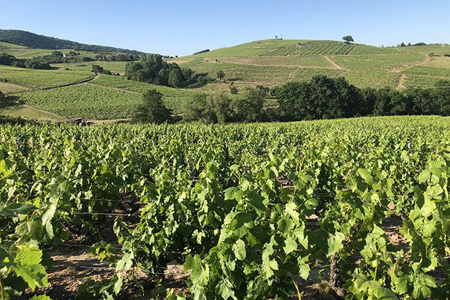 vignes | Le Grain de Raisin | Dégustation de vins à Limoges et alentours