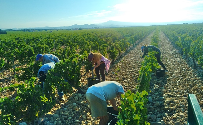 Fresne Vignes