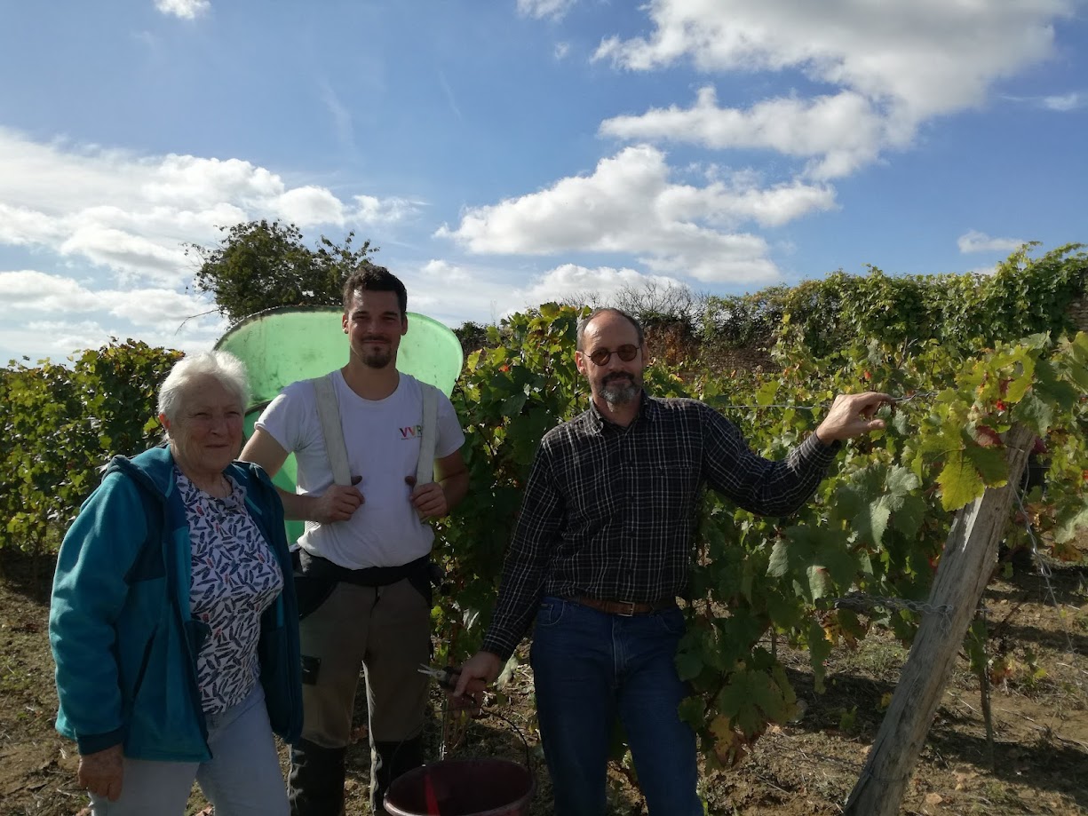 Vignes du domaine de Bessière